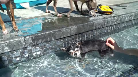 Teach your dog to be the best swimmer