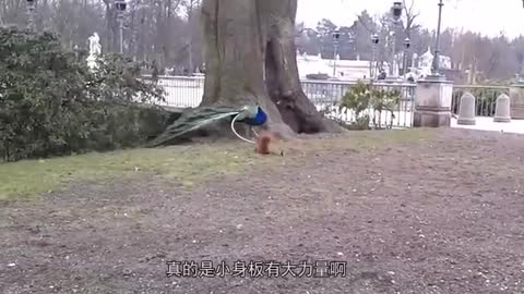 poor peacock