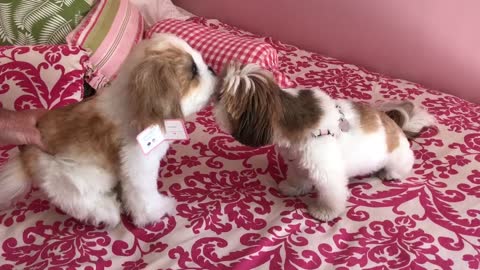 Dog perplexed by stuffed animal lookalike