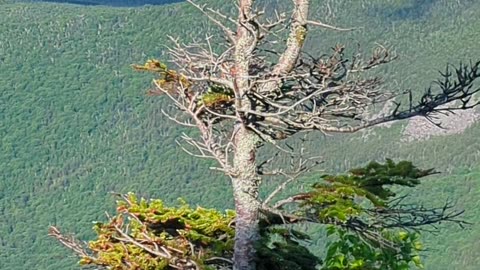 Mount Lafayette - On the way to the hut - June 2023