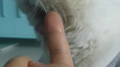 a finger-loving cat2