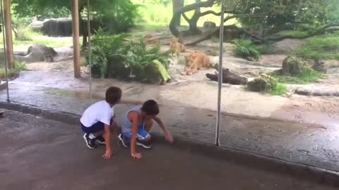 Animal attack humans !