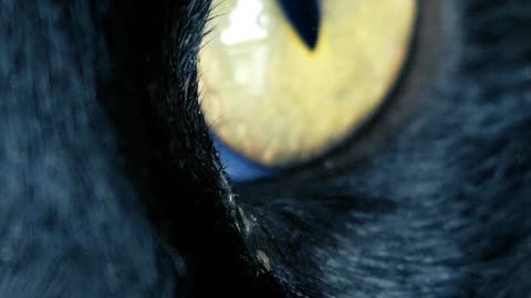 Yellow eyed black cat, close up