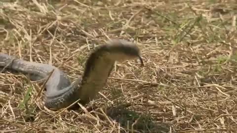 Awesome King Cobra | Deadly 60 | BBC Earth Kids