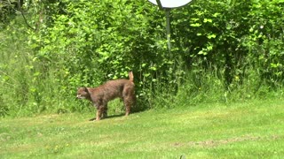 Wild Bobcat Looking for a Snack - Pacific Northwest