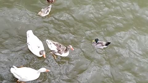 Geese in the lake 🦆