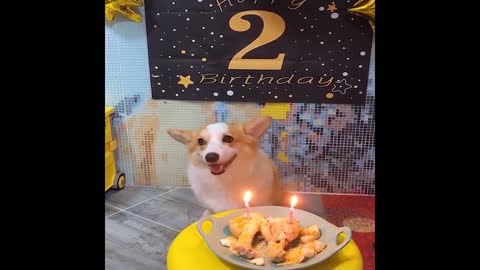 2TH TROUBLE SOME BIRTHDAY PARTY..- Best Funny Animal Videos of the 2022!