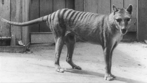 Facts About Tasmanian Tiger