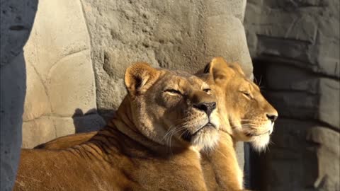 Lion Hagenbeck Yawn Big Cat Sun Panthera Leo Rock . cats