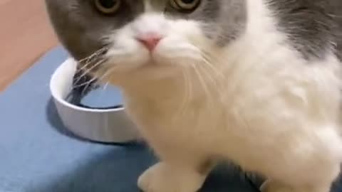 Cutest cat fuuny video