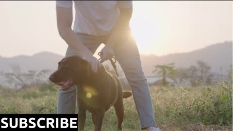 A happy energetic black Labrador playing with his owner with a warm sunlight against meadow