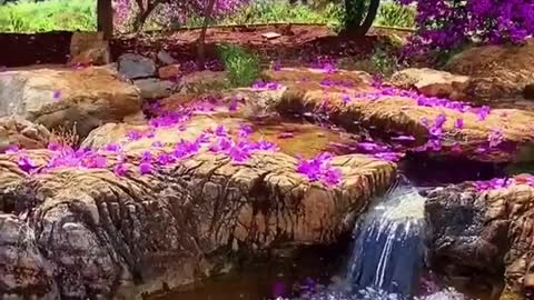 Beautiful petals fall on the lake surface