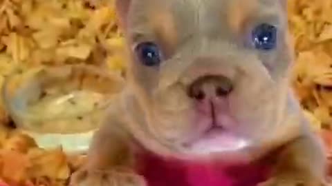 Funny Dog Videos That Will Make You Laugh #73