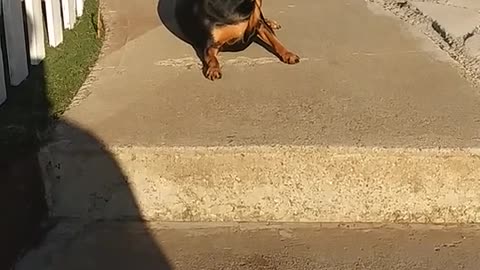 A funny and smart tricky dog