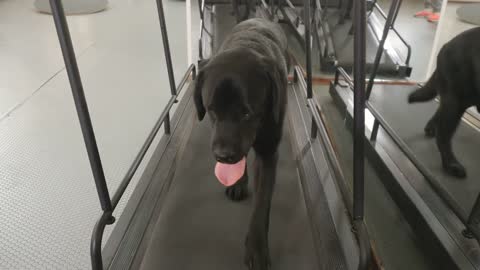 Black labrador walks on the running track