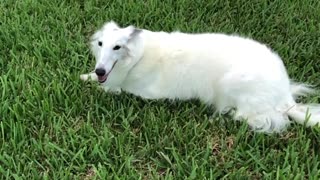 Excited Doggo Does Happy Spins