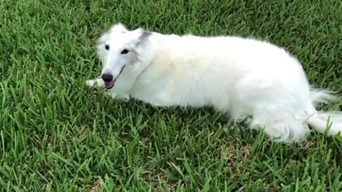 Excited Doggo Does Happy Spins