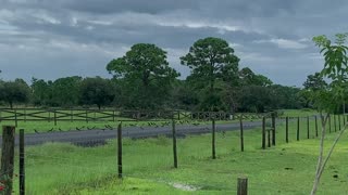 Barn swallows resting on fence