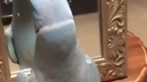 This parrot just fell in love with itself