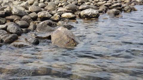 Three Sea Turtles Chilling