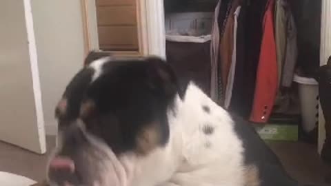 Bulldog struggles to jump on the bed