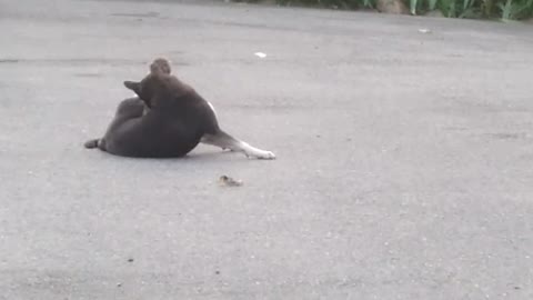 Lonely Dog Finally Makes a Monkey Friend