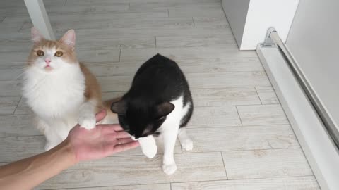 how to train cat to hand shake