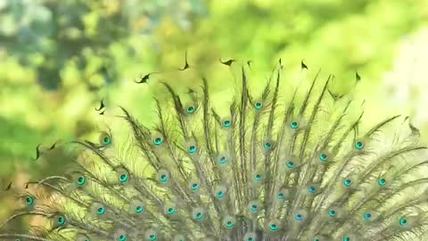 Peacock dance | Amazing bird world | How to dance peacock