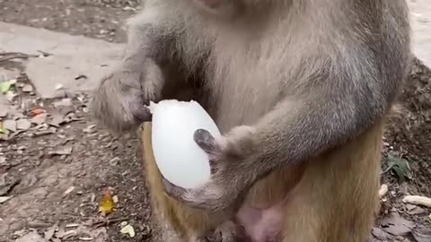 Funny monkey #28