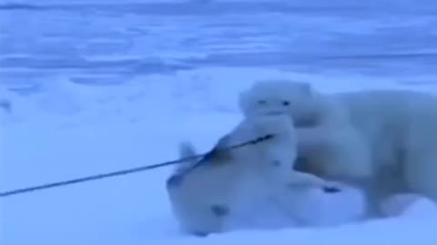 How Polar Bears Befriended Huskies