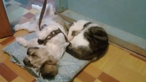 a dog and a cat sleeping on the carpet!