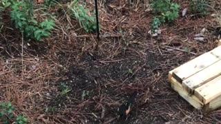 An Eastern Towhee