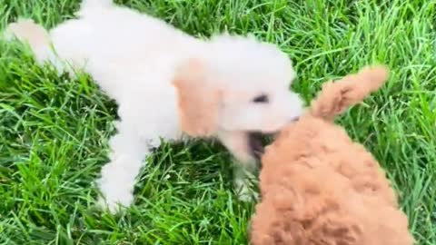 Three dogs are playing happily on the grass