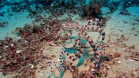 Mimic Octopus Sighting