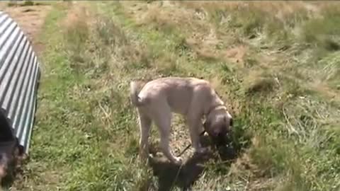 Kangal Dog puppy visits turkeys