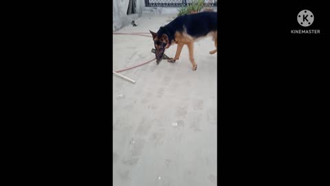 German Shephard playing