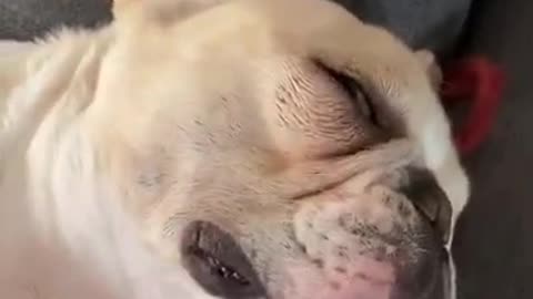 Sleeping dog