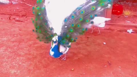 Peacock spreads wings