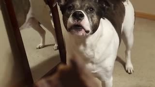 Dog Makes Funny Sounds For Treat