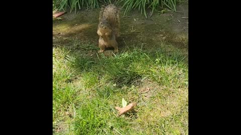 Feeding Squirrels!