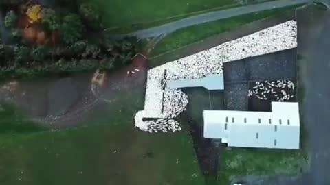 🐶 L'incroyable efficacité des chiens de berger vu du ciel. Magnifique !