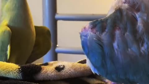 So Lovely! 😍🦜 Daily conversation of Blueberry and Pocky...