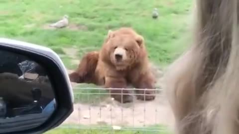 Bear eating bread