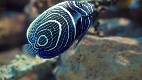 BEAUTIFUL CORAL COLOURFUL FISHES