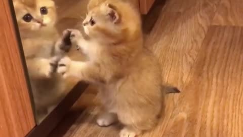 Kitten playing with its own shadow in front of the mirror is so funny