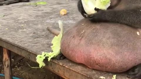 Obese Monkey Eats Lettuce