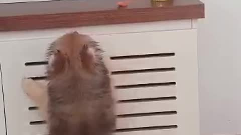 Cute dog dancing trying to get the carrot over the cabinet