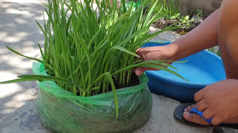 Green garlic in plastic bag