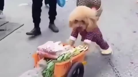 Funny REACTION #13 - Little puppies working together to make their owner happy