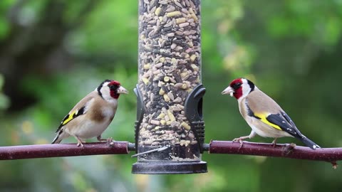 Eating beautiful birds video